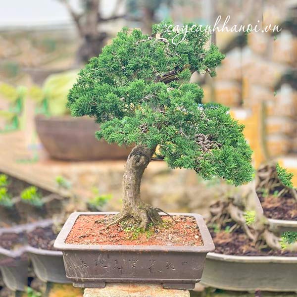 Đặc điểm cây duyên tùng