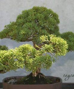 Đặc điểm cây tùng cối