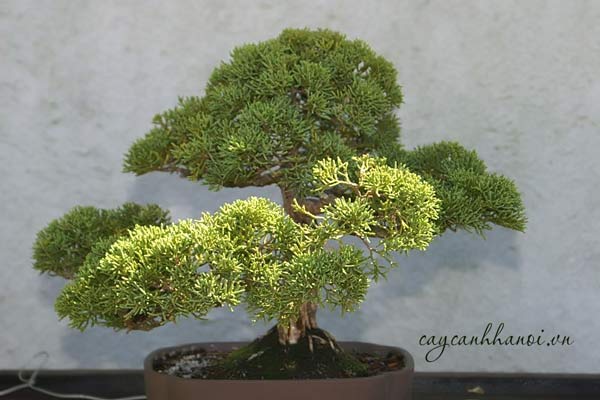 Đặc điểm cây tùng cối