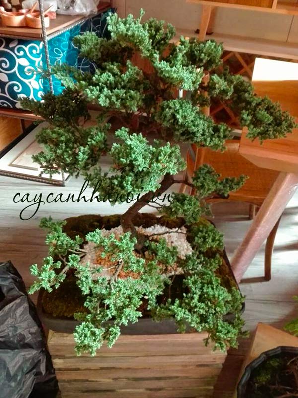 Độ ẩm đối với cây tùng cối