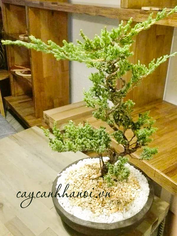 Nhu cầu đất trồng cây tùng cối