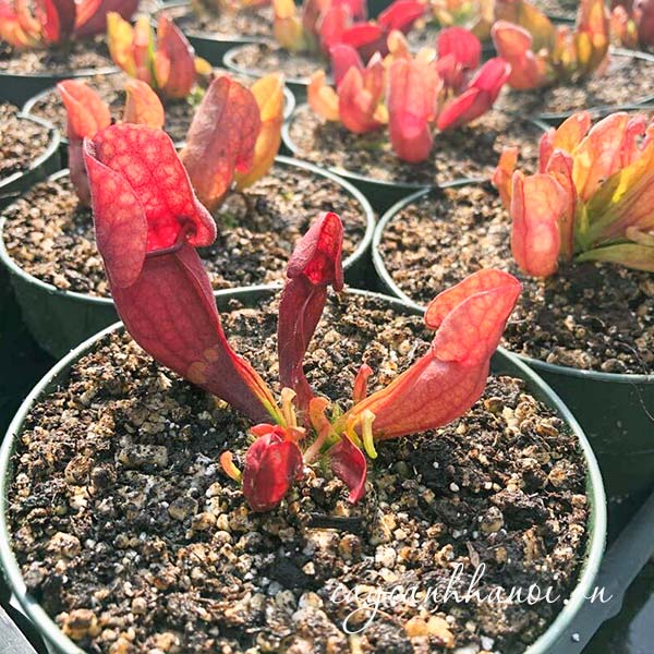 Nhu cầu đất trồng cây hố bẫy
