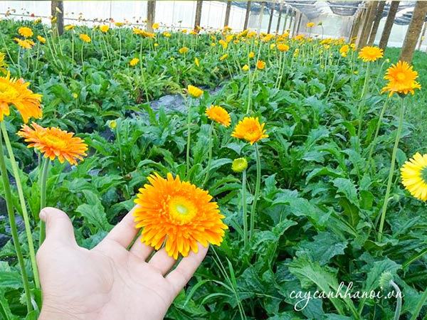 Phân trùn bón hoa cảnh