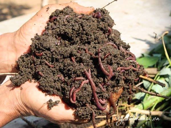 Phân trùn tốt cho cây trồng