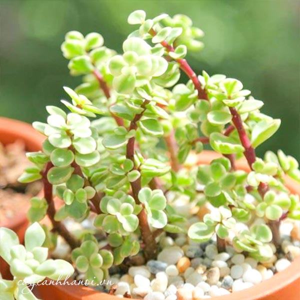 Sen đá đô la trắng đẹp để bàn