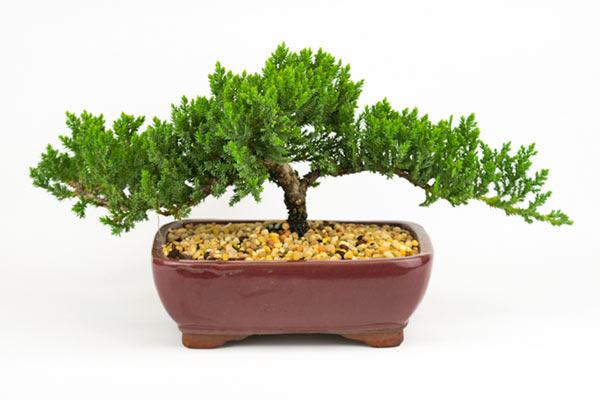 Tùng kim bonsai đẹp