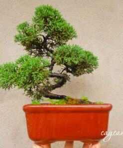 Vẻ đẹp cây tùng cối