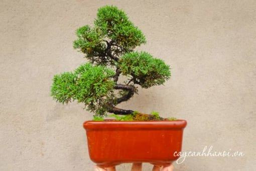 Vẻ đẹp cây tùng cối