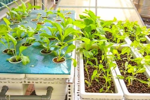 Viên đất nung trồng thủy canh