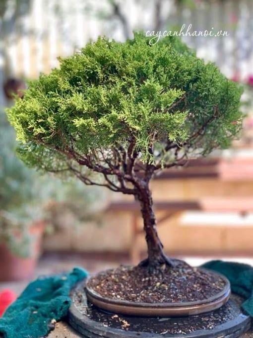 Ý ghĩa của cây tùng cối