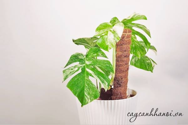 Monstera Var mang đến nhũng điều tốt đẹp