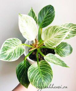 Cây trầu bà kim cương