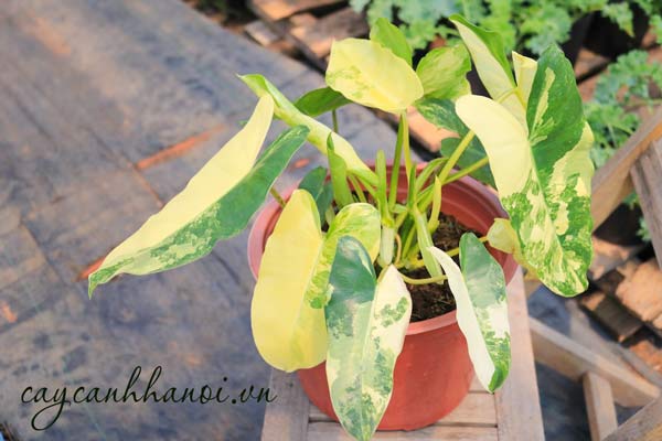 Đặc điểm Philodendron Burle Marx Variegated