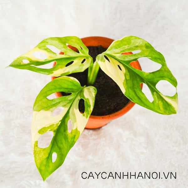 Yêu cầu về đất trồng cây trầu bà lỗ