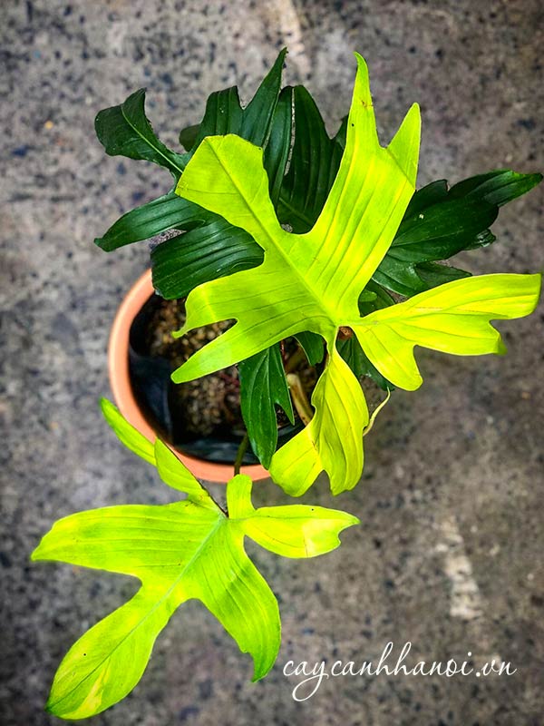 Nguồn gốc cây cánh én đột biến