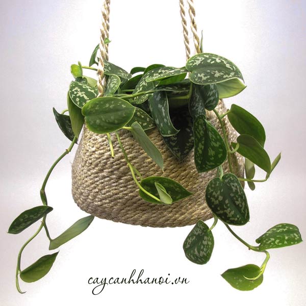 Scindapsus Pictus Argyraeus lọc khí tốt