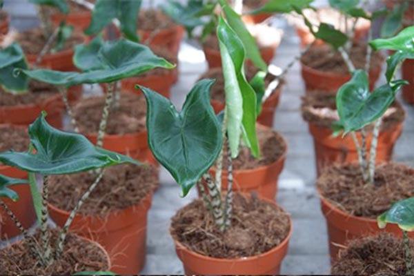 Nơi bán cây Alocasia Zebrina tai Hà Nội