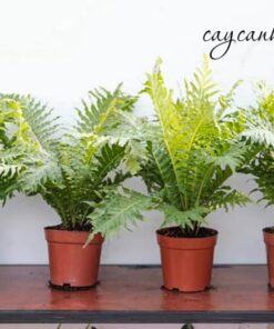 Bán cây duong xỉ khổng tước