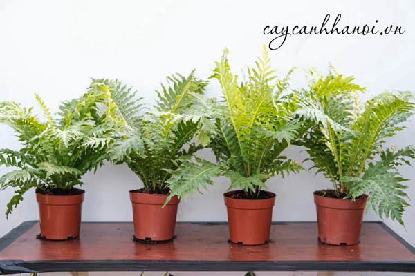 Bán cây duong xỉ khổng tước