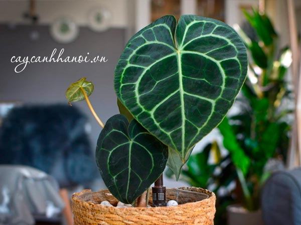 Cách nhân giống cây Anthurium Clarinervium