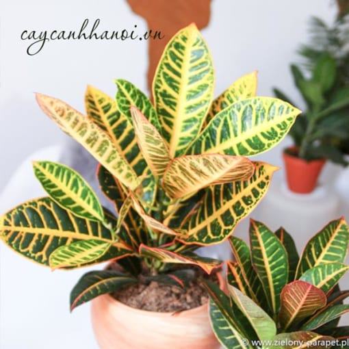 Cắt tỉa cây cô tòng tạo dáng đẹp