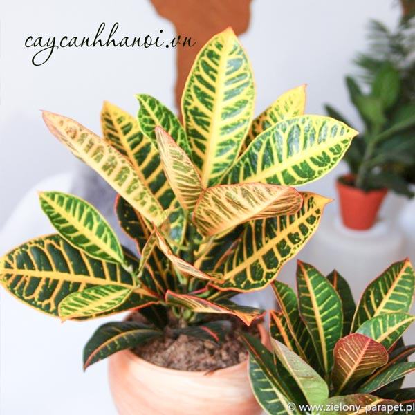 Cắt tỉa cây cô tòng tạo dáng đẹp