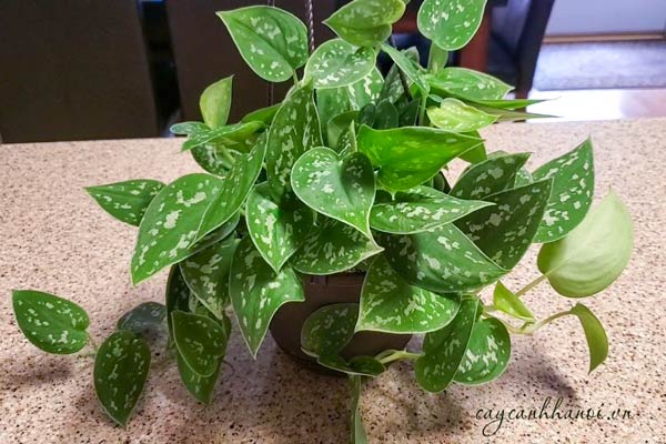 Cắt tỉa tạo dáng cho cây trầu bà