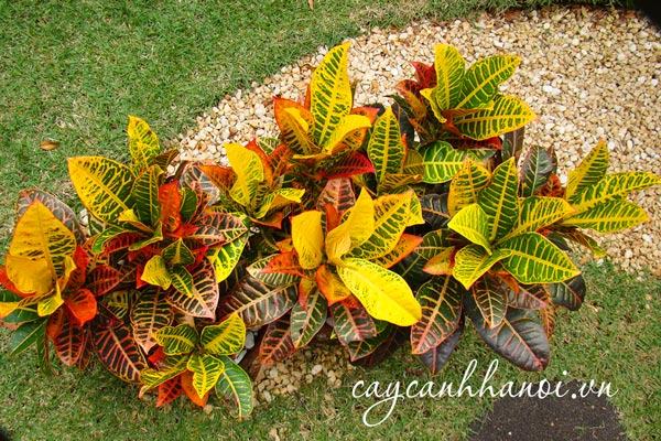 Cây cô tòng trồng sân vườn