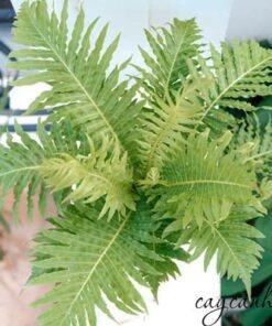 Cây dương xỉ hanh phúc Blechnum Gibbum