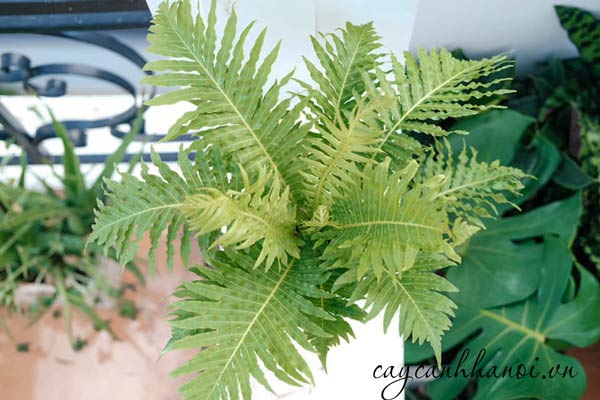 Cây dương xỉ hanh phúc Blechnum Gibbum