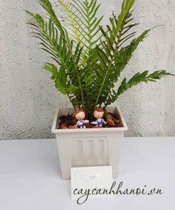 Cây dương xỉ hạnh phúc trang trí đẹp