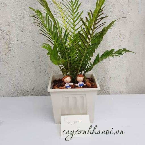 Cây dương xỉ hạnh phúc trang trí đẹp
