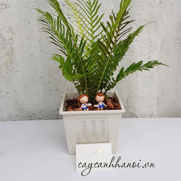 Cây dương xỉ hạnh phúc trang trí đẹp