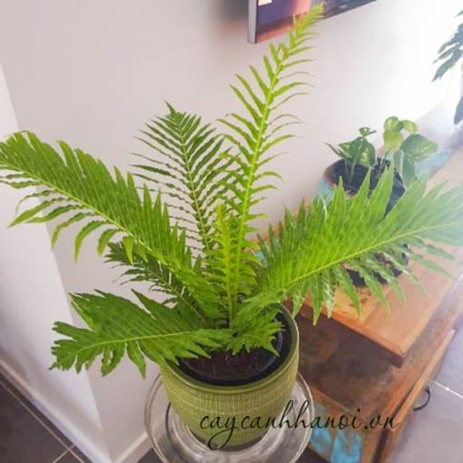 Cây dương xỉ khổng tước trang trí nội thất