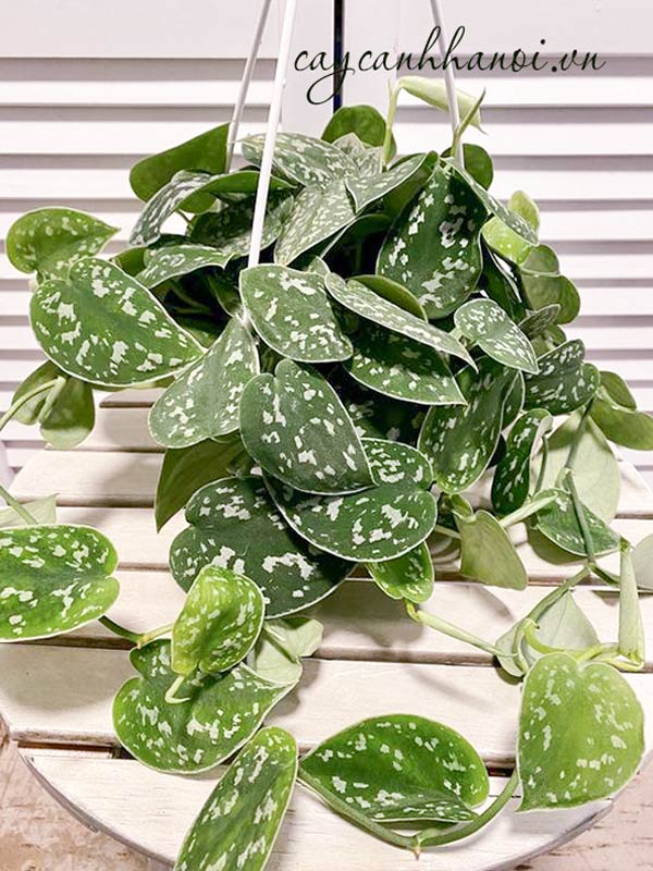 Cây trầu bà lựa chậu treo