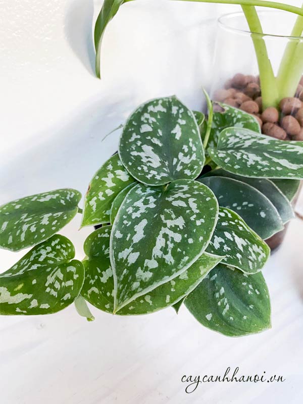 Cây trầu bà lụa có bộ lá đẹp