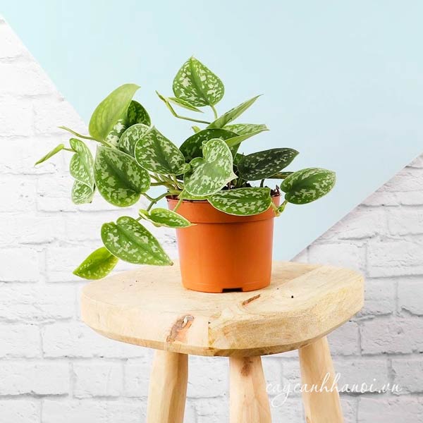 Cây trầu bà lụa lọc khi tốt