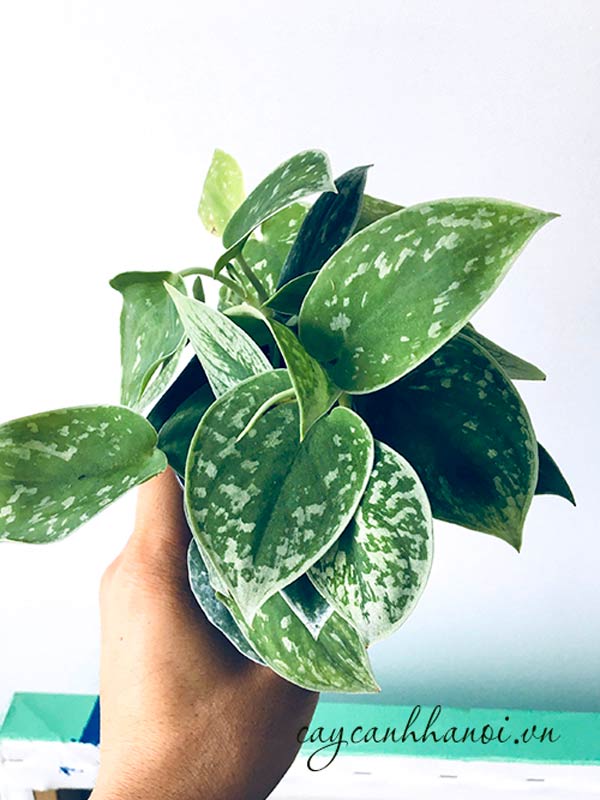 Cây trầu bà lua trang trí nội thất