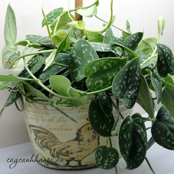 Cây trầu bà lụa trồng chậu sự trang trí
