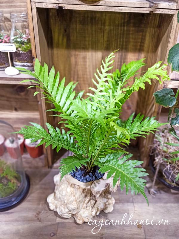 Công đụng của cây dương xỉ hạnh phúc
