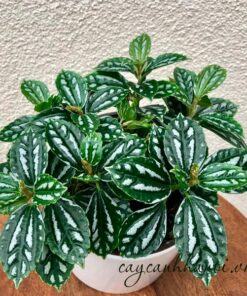 Đặc điểm Pilea Cadierei Aluminum