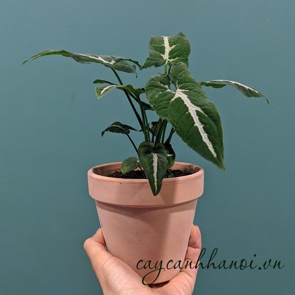 Đặc điểm cây trầu bà nhung