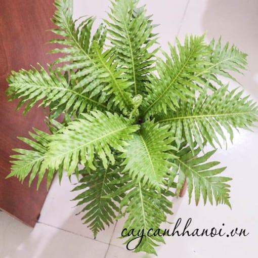 Đặc điểm lá cây dương xi hạnh phúc