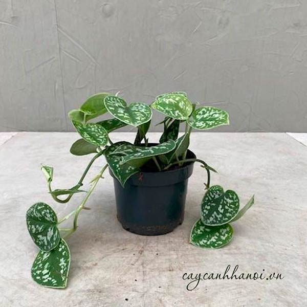 Đất trồng cây trầu bà lụa