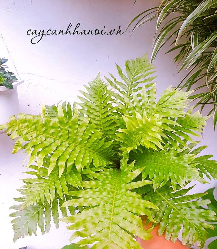 Duong xỉ hạnh phúc mang đến nguốn năng lượng tích cực