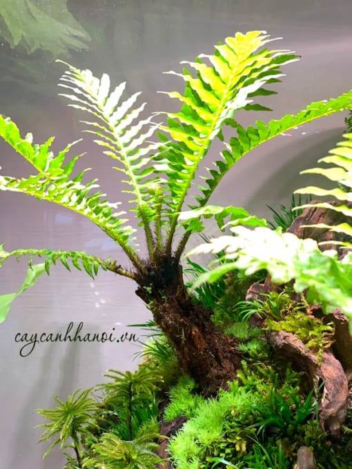 Dương xỉ khổng tước trồng sân vườn
