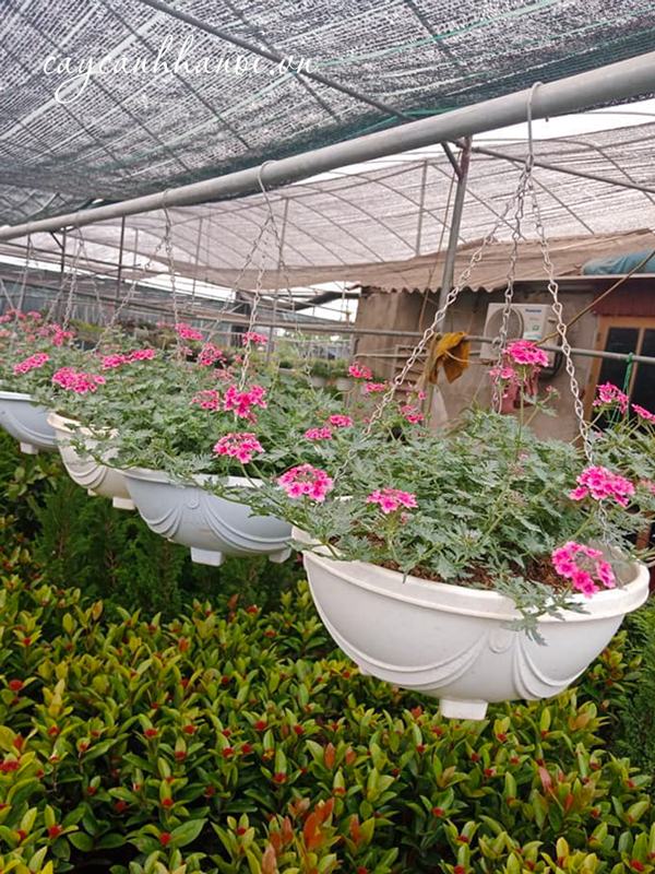 Hoa cúc Inđo trồng chậu treo