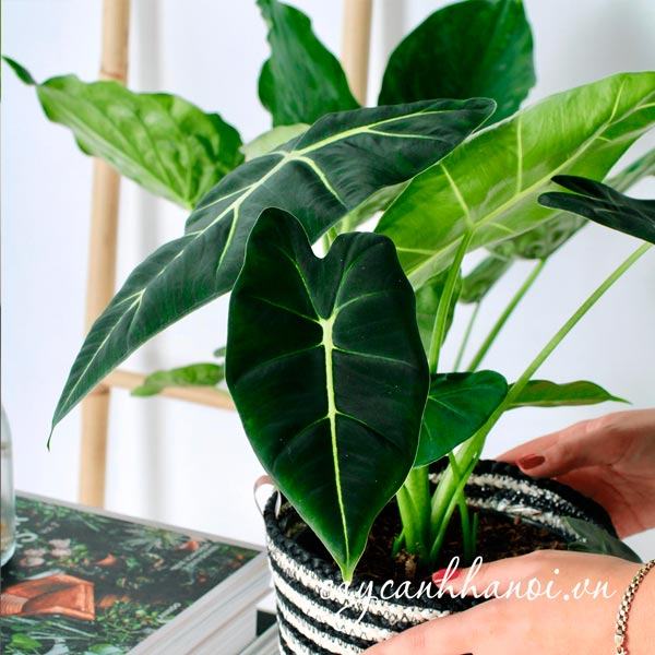 Lưu ý khi nước tưới cho nước của cây Alocasia Frydek