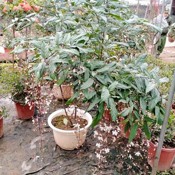 Mua cây dạ minh châu