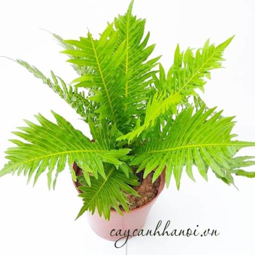 Nhiệt độ phù hợp với cây dương xỉ khổng tước